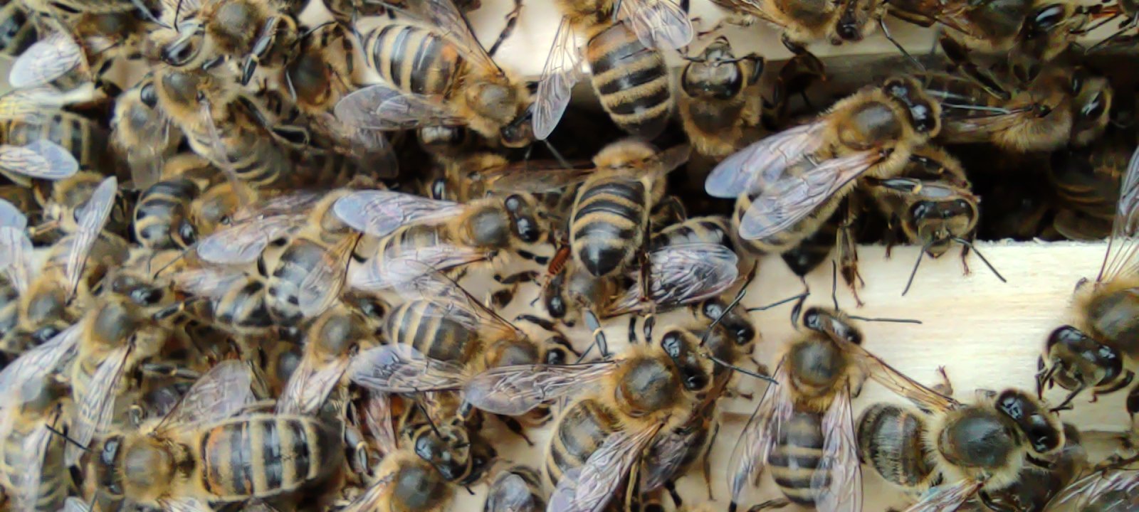 Gros plan sur les abeilles